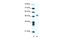 Fli-1 Proto-Oncogene, ETS Transcription Factor antibody, 28-789, ProSci, Western Blot image 