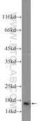 Histone Cluster 1 H2A Family Member M antibody, 15953-1-AP, Proteintech Group, Western Blot image 