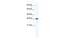 Distal-Less Homeobox 4 antibody, GTX48970, GeneTex, Western Blot image 