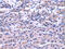 Tripartite Motif Containing 49 antibody, CSB-PA599098, Cusabio, Immunohistochemistry frozen image 