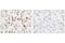 CD11C antibody, 45581S, Cell Signaling Technology, Immunohistochemistry paraffin image 