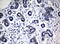 Nibrin antibody, LS-C175562, Lifespan Biosciences, Immunohistochemistry frozen image 
