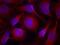 Protein Tyrosine Kinase 2 Beta antibody, GTX50715, GeneTex, Immunofluorescence image 