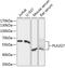 Phospholipase A2 Group VII antibody, 15-237, ProSci, Western Blot image 