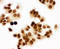 Minichromosome Maintenance Complex Component 7 antibody, LS-C312940, Lifespan Biosciences, Immunocytochemistry image 