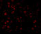 Interleukin 1 Receptor Associated Kinase 4 antibody, 56412, QED Bioscience, Immunofluorescence image 