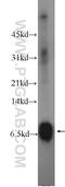 Secretoglobin Family 2A Member 2 antibody, 23501-1-AP, Proteintech Group, Western Blot image 