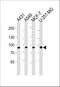 Calpain-1 catalytic subunit antibody, M01943-1, Boster Biological Technology, Western Blot image 