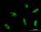 Myocyte Enhancer Factor 2A antibody, orb94704, Biorbyt, Immunofluorescence image 