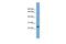 Achaete-Scute Family BHLH Transcription Factor 3 antibody, GTX44656, GeneTex, Western Blot image 