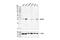 Abhydrolase Domain Containing 6 antibody, 97573S, Cell Signaling Technology, Western Blot image 