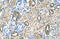 Mannosyl (Alpha-1,6-)-Glycoprotein Beta-1,2-N-Acetylglucosaminyltransferase antibody, 31-348, ProSci, Immunohistochemistry frozen image 