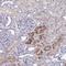 Pre-MRNA Processing Factor 38A antibody, NBP2-32385, Novus Biologicals, Immunohistochemistry frozen image 