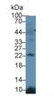 Lipocalin 12 antibody, LS-C302533, Lifespan Biosciences, Western Blot image 