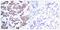 Myocyte Enhancer Factor 2A antibody, PA5-37642, Invitrogen Antibodies, Immunohistochemistry frozen image 