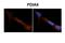 Protein Disulfide Isomerase Family A Member 6 antibody, PA5-69817, Invitrogen Antibodies, Immunohistochemistry frozen image 