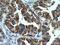 MX Dynamin Like GTPase 1 antibody, 13750-1-AP, Proteintech Group, Immunohistochemistry paraffin image 