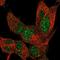 Zinc Finger Protein 334 antibody, PA5-62123, Invitrogen Antibodies, Immunofluorescence image 