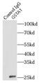 Glutathione S-Transferase Alpha 1 antibody, FNab03686, FineTest, Immunoprecipitation image 