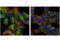 Tubulin Alpha 1b antibody, 12152S, Cell Signaling Technology, Immunofluorescence image 