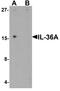 Interleukin 36 Alpha antibody, PA5-72777, Invitrogen Antibodies, Western Blot image 