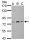 Zinc Finger And BTB Domain Containing 20 antibody, NBP2-20936, Novus Biologicals, Western Blot image 