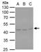 Serpin Family H Member 1 antibody, NBP2-16893, Novus Biologicals, Western Blot image 