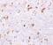 Programmed Cell Death 4 antibody, A01105-1, Boster Biological Technology, Immunohistochemistry frozen image 