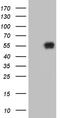 Kruppel Like Factor 12 antibody, TA810315S, Origene, Western Blot image 