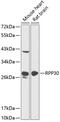 Ribonuclease P/MRP Subunit P30 antibody, 14-509, ProSci, Western Blot image 