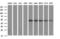 Zinc Finger And SCAN Domain Containing 21 antibody, LS-C174709, Lifespan Biosciences, Western Blot image 