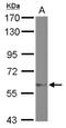 Zinc Finger Protein 329 antibody, NBP2-20994, Novus Biologicals, Western Blot image 
