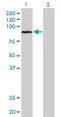 Aryl Hydrocarbon Receptor Nuclear Translocator antibody, LS-B6007, Lifespan Biosciences, Western Blot image 