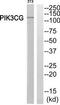 Phosphatidylinositol-4,5-Bisphosphate 3-Kinase Catalytic Subunit Gamma antibody, TA326145, Origene, Western Blot image 