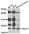 CCR4-NOT Transcription Complex Subunit 8 antibody, LS-B14912, Lifespan Biosciences, Western Blot image 