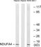 NDUFA4 Mitochondrial Complex Associated antibody, TA314235, Origene, Western Blot image 