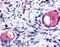 Ribitol Xylosyltransferase 1 antibody, LS-A3042, Lifespan Biosciences, Immunohistochemistry paraffin image 