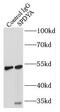 Speedy protein A antibody, FNab08169, FineTest, Immunoprecipitation image 