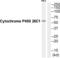 Cytochrome P450 Family 26 Subfamily C Member 1 antibody, abx015124, Abbexa, Western Blot image 