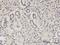 CBFA2/RUNX1 Partner Transcriptional Co-Repressor 2 antibody, H00009139-M15, Novus Biologicals, Immunohistochemistry paraffin image 