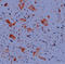 Secreted Phosphoprotein 1 antibody, ADI-905-500-1, Enzo Life Sciences, Immunohistochemistry frozen image 