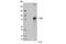 Toll Like Receptor 2 antibody, 13744S, Cell Signaling Technology, Western Blot image 