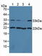 Calponin 2 antibody, MBS2026040, MyBioSource, Western Blot image 