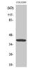 G Protein Subunit Alpha Transducin 1 antibody, PA5-50982, Invitrogen Antibodies, Western Blot image 