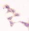 SMN antibody, M03420-1, Boster Biological Technology, Immunocytochemistry image 