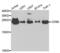 CD99 Molecule (Xg Blood Group) antibody, abx001645, Abbexa, Western Blot image 