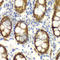 GIPC PDZ Domain Containing Family Member 2 antibody, A1225, ABclonal Technology, Immunohistochemistry paraffin image 