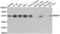 RB Binding Protein 7, Chromatin Remodeling Factor antibody, LS-C346162, Lifespan Biosciences, Western Blot image 