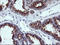 Kallikrein Related Peptidase 8 antibody, LS-C174593, Lifespan Biosciences, Immunohistochemistry paraffin image 