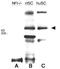 Neurofibromin 1 antibody, GTX28132, GeneTex, Western Blot image 